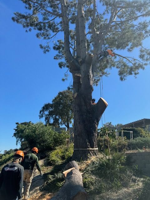 A man is cutting down a tree with a chainsaw.