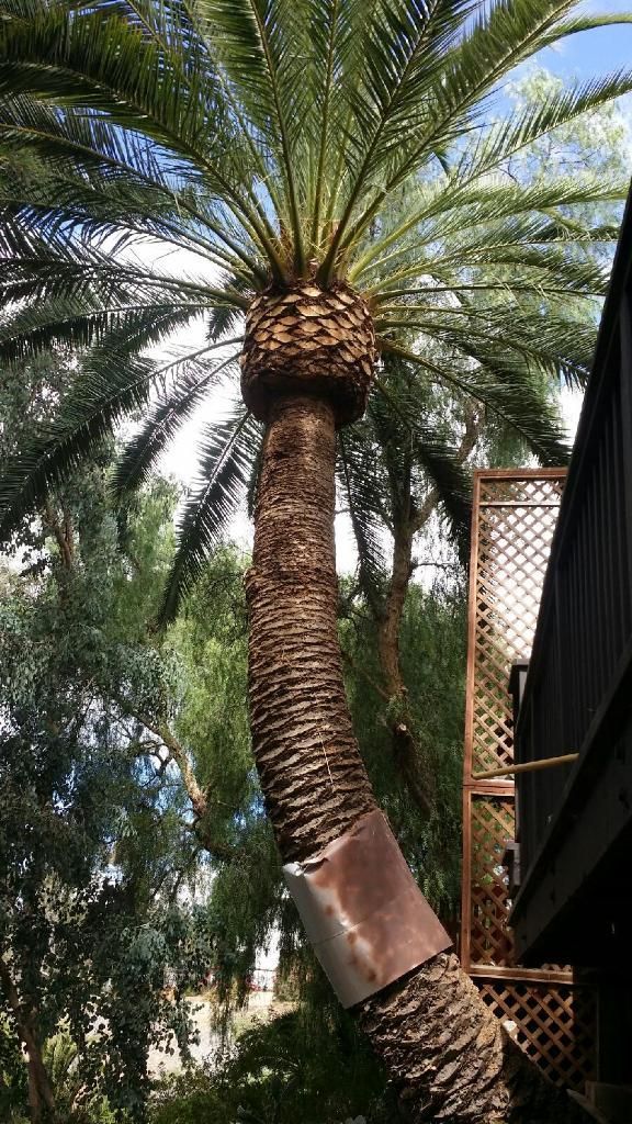 A palm tree with a bracelet on it is standing next to a building.