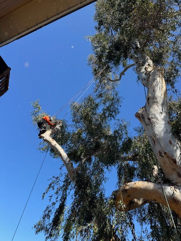 A man is climbing a tree with a chainsaw.