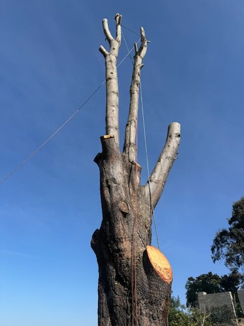 A large tree with a rope attached to it against a blue sky.