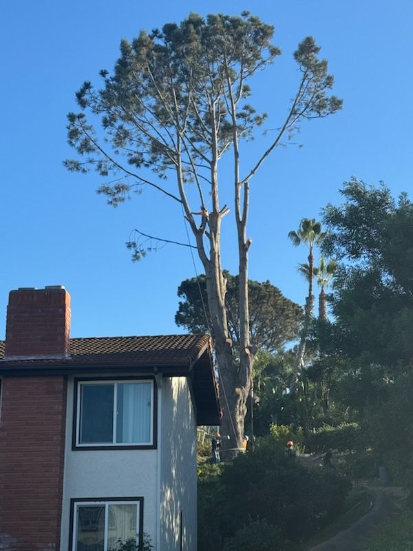 A house with a large tree in front of it