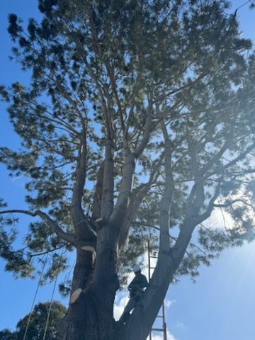 A man is climbing a tree with a ladder.