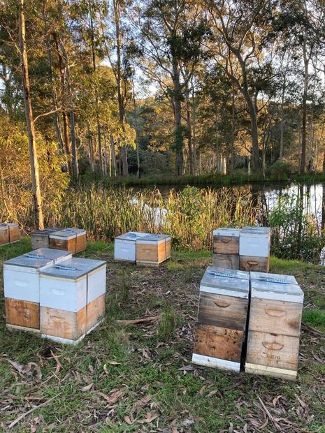 wooden beehive boxes