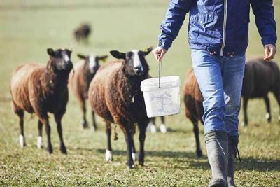 Goats Following Farmer — Stockfeed And Rural Supplies in Mount Larcom, QLD