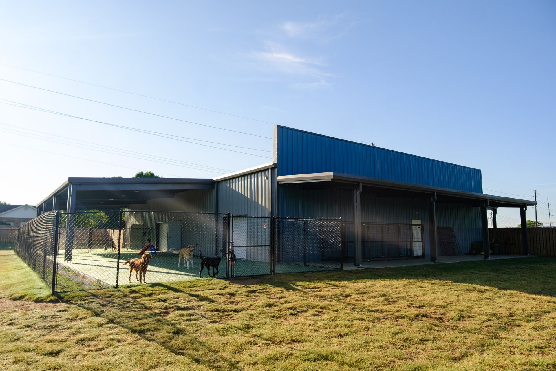 Dogs playing in a fenced dog park with a building that has a blue awning. Sunny day.
