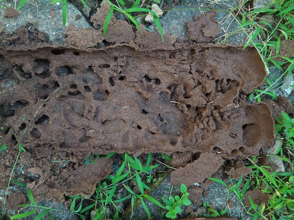 A blue tarp is covering the roof of a house.