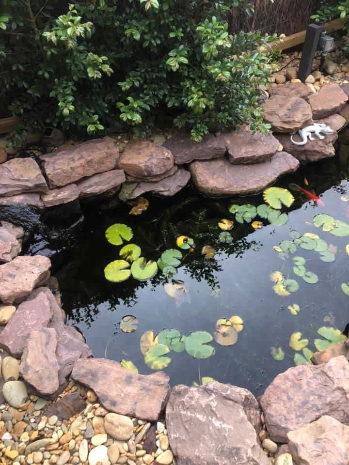 Pond with water lilies, surrounded by large rocks and small pebbles. A bush and a lizard ornament are visible — MGP Landscaping in Geelong, VIC