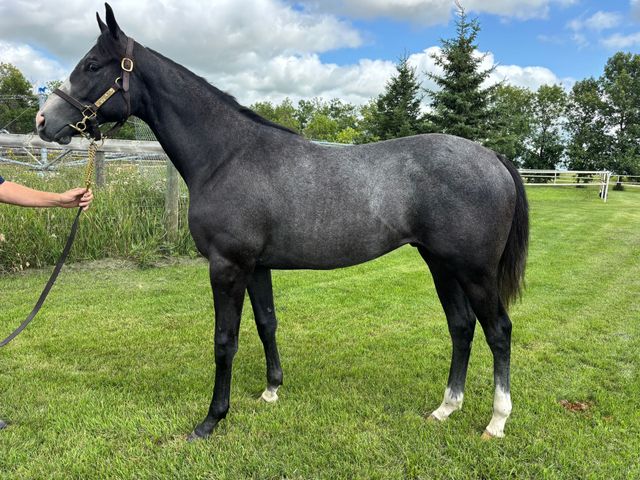 Canadian Thoroughbred Horse Society : British Columbia Division