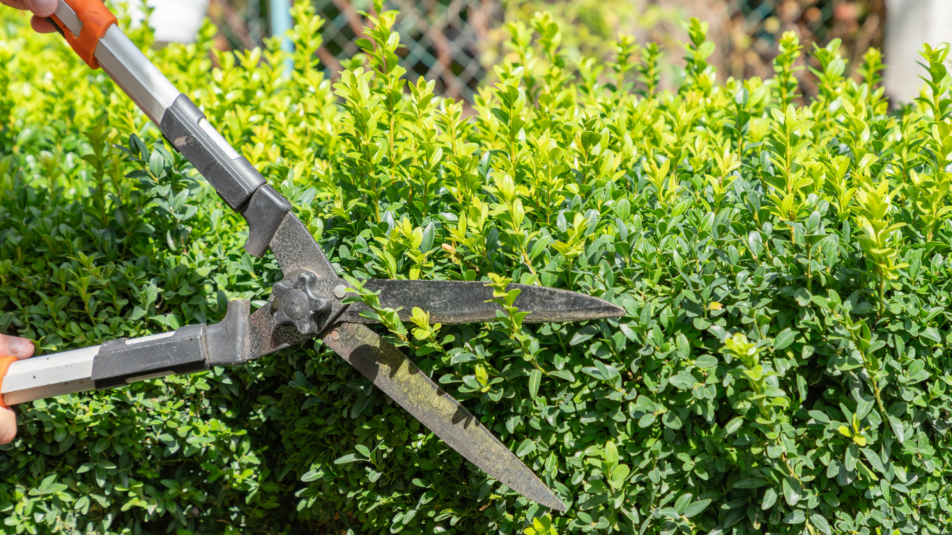 Gardener trimming green hedge with long-handled shears; sunny outdoor setting.