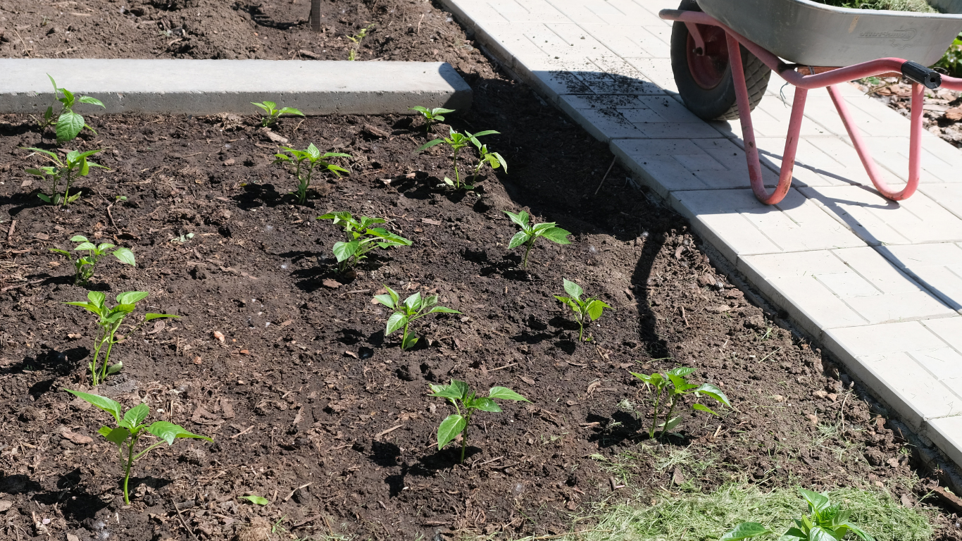 Newly planted seedlings in a garden bed with a red wheelbarrow on a brick pathway.