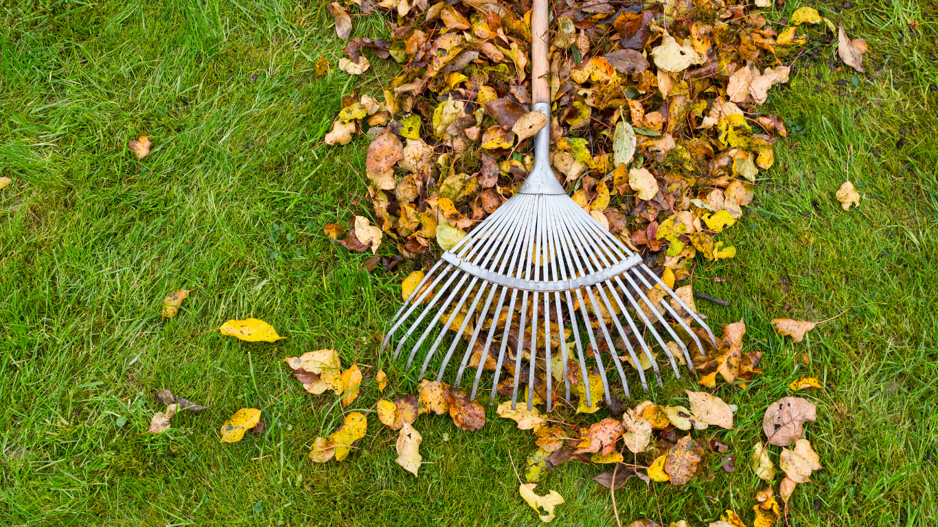 Rake on green grass, gathering fallen autumn leaves; yellow and brown colors.