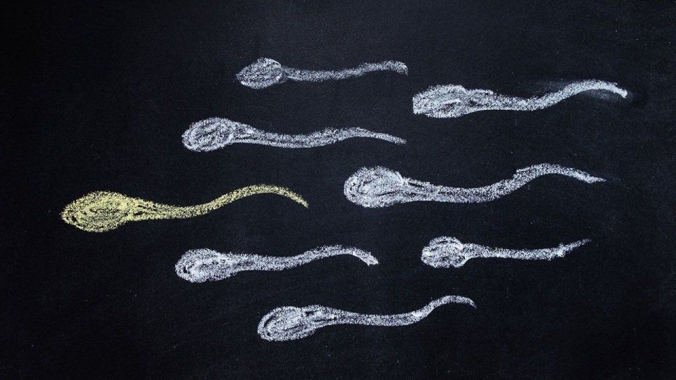 Spermatozoi