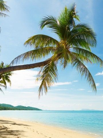 A palm tree is hanging over a sandy beach next to the ocean.