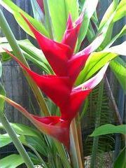 A close up of a red flower with green leaves on a plant.