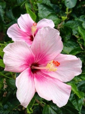 Two pink hibiscus flowers are surrounded by green leaves.