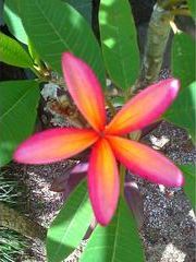 A close up of a pink and orange flower with green leaves.