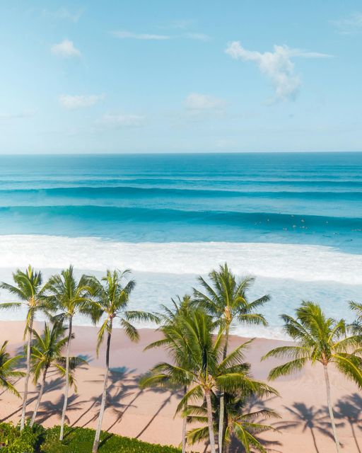 An aerial view of a tropical beach with palm trees and waves coming in.