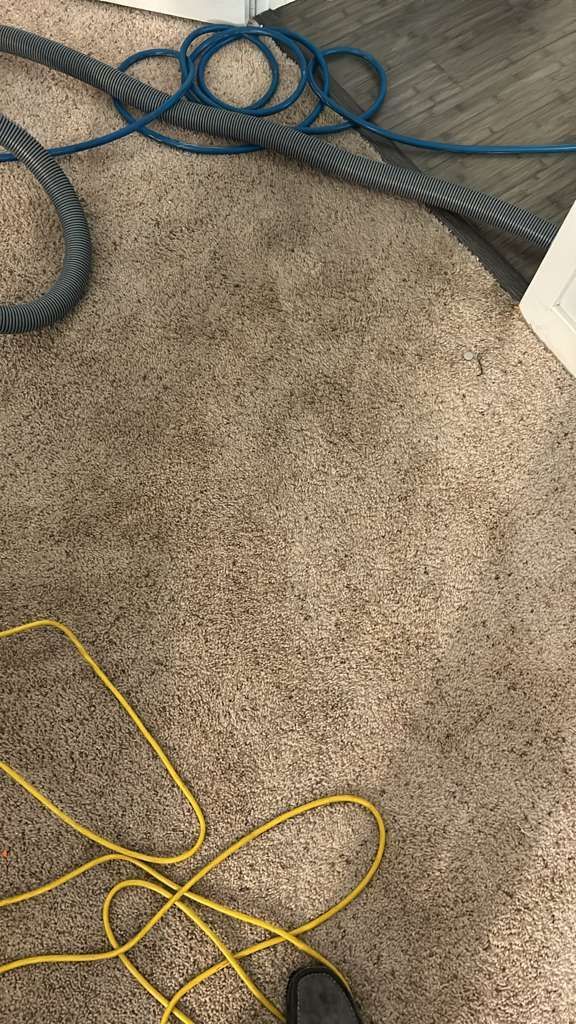 Tan carpeted floor with a yellow power cord, a gray vacuum hose, and a sliver of dark flooring in the corner.