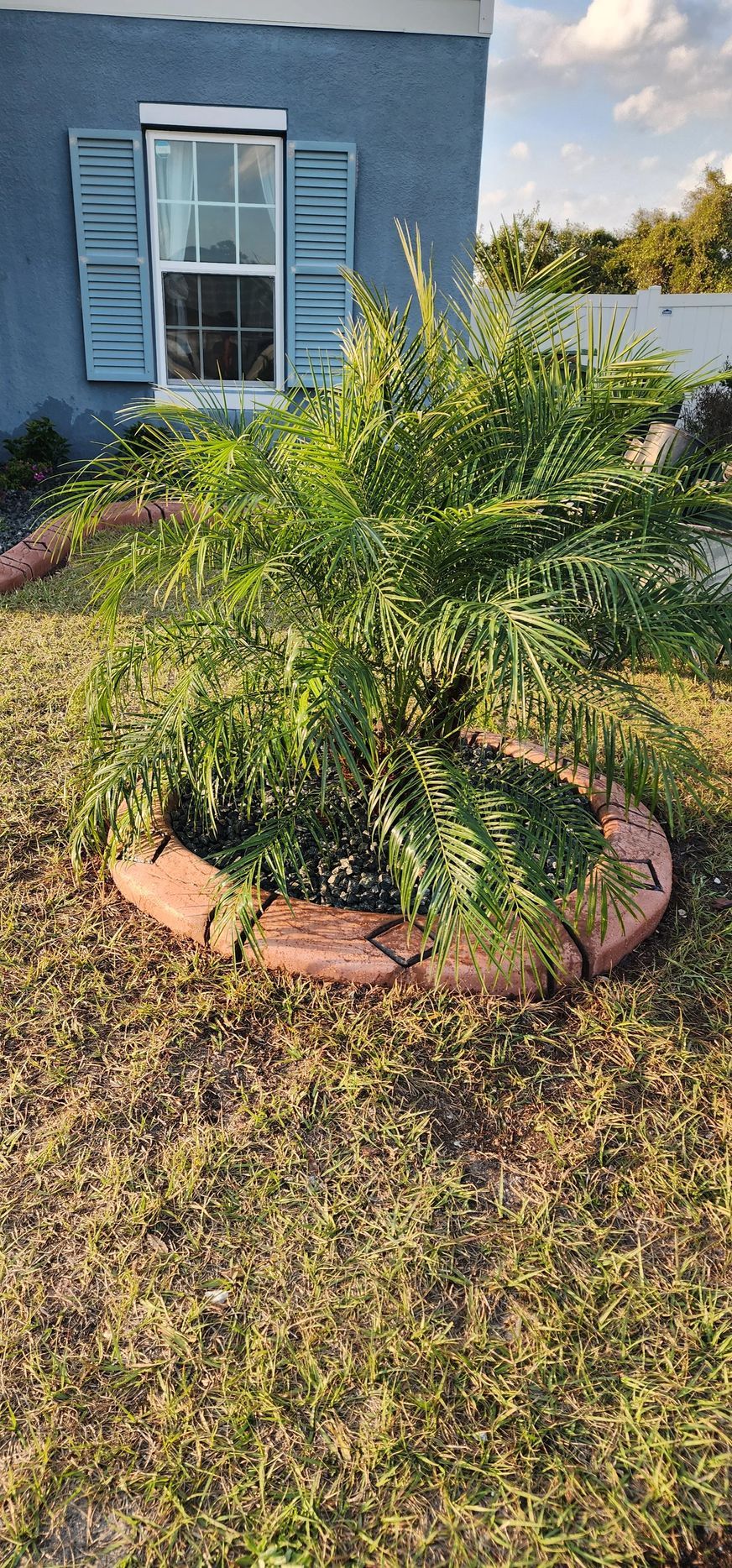 A green shrub in a brick-edged bed in front of a blue building with a window.