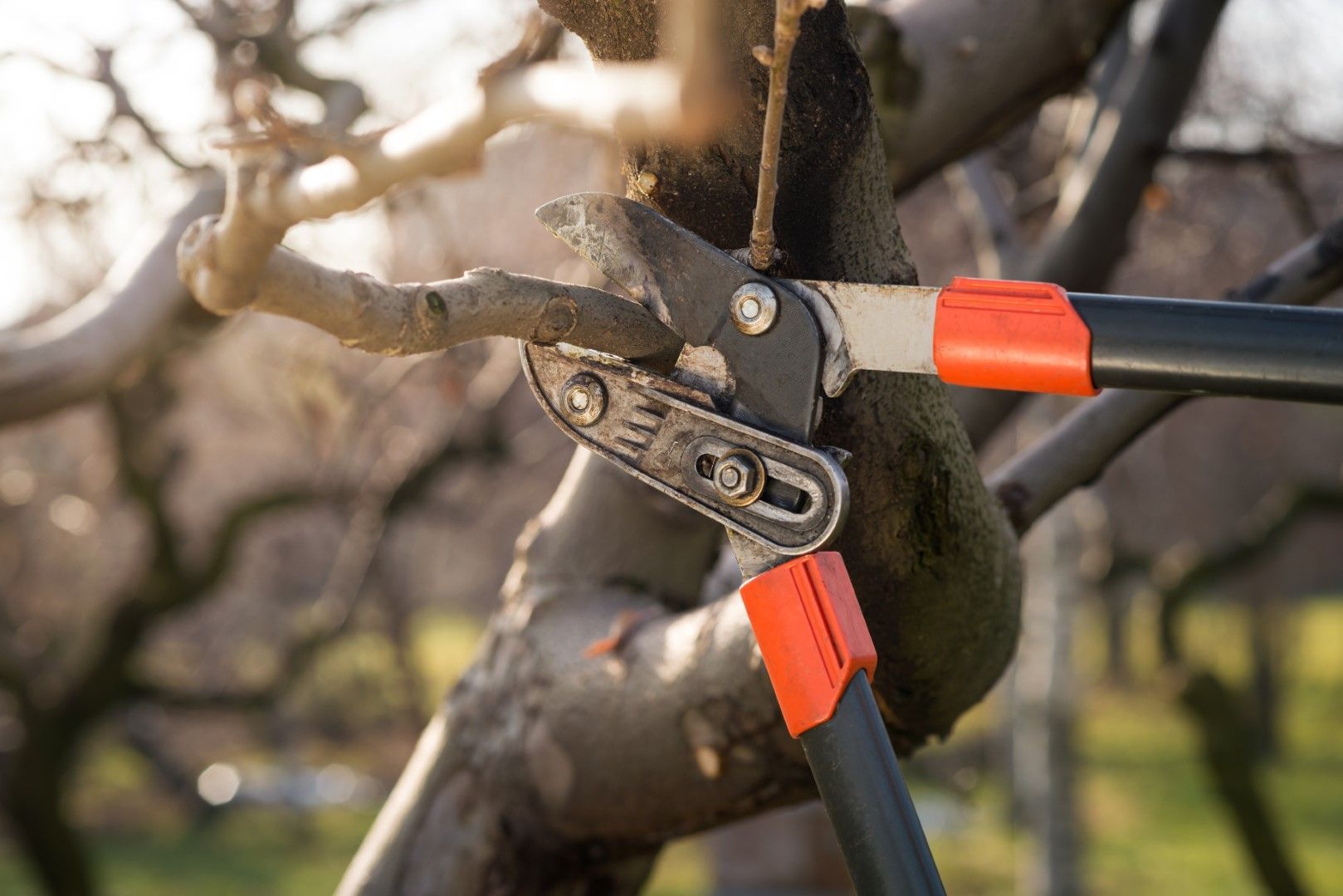 Pruning shears cutting a branch on a tree. Orange handles, blurred outdoor background.