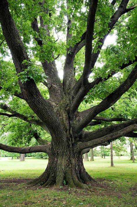 Tree — Seguin, TX — Guadalupe Valley Family Violence Shelter, Inc.