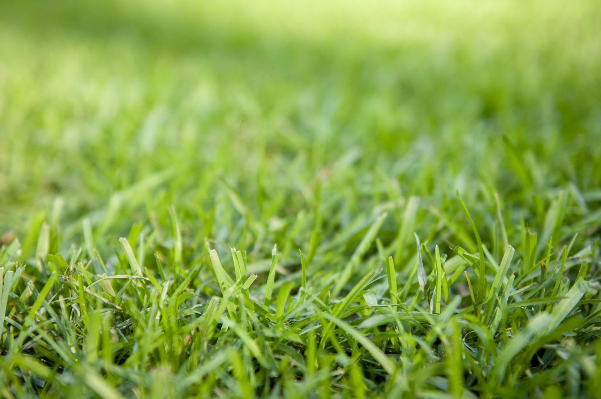A close up of a lush green field of grass.