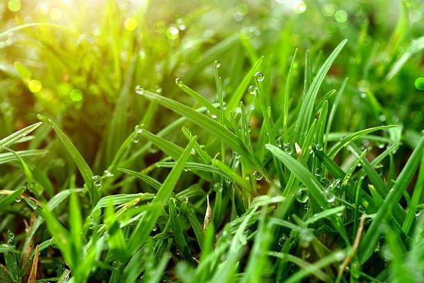A close up of a lush green field of grass with water drops on it.