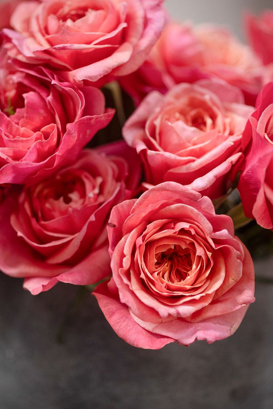 A collection of red and blush pink arrangements created to celebrate Valentine's Day in Santa Barbara and Montecito