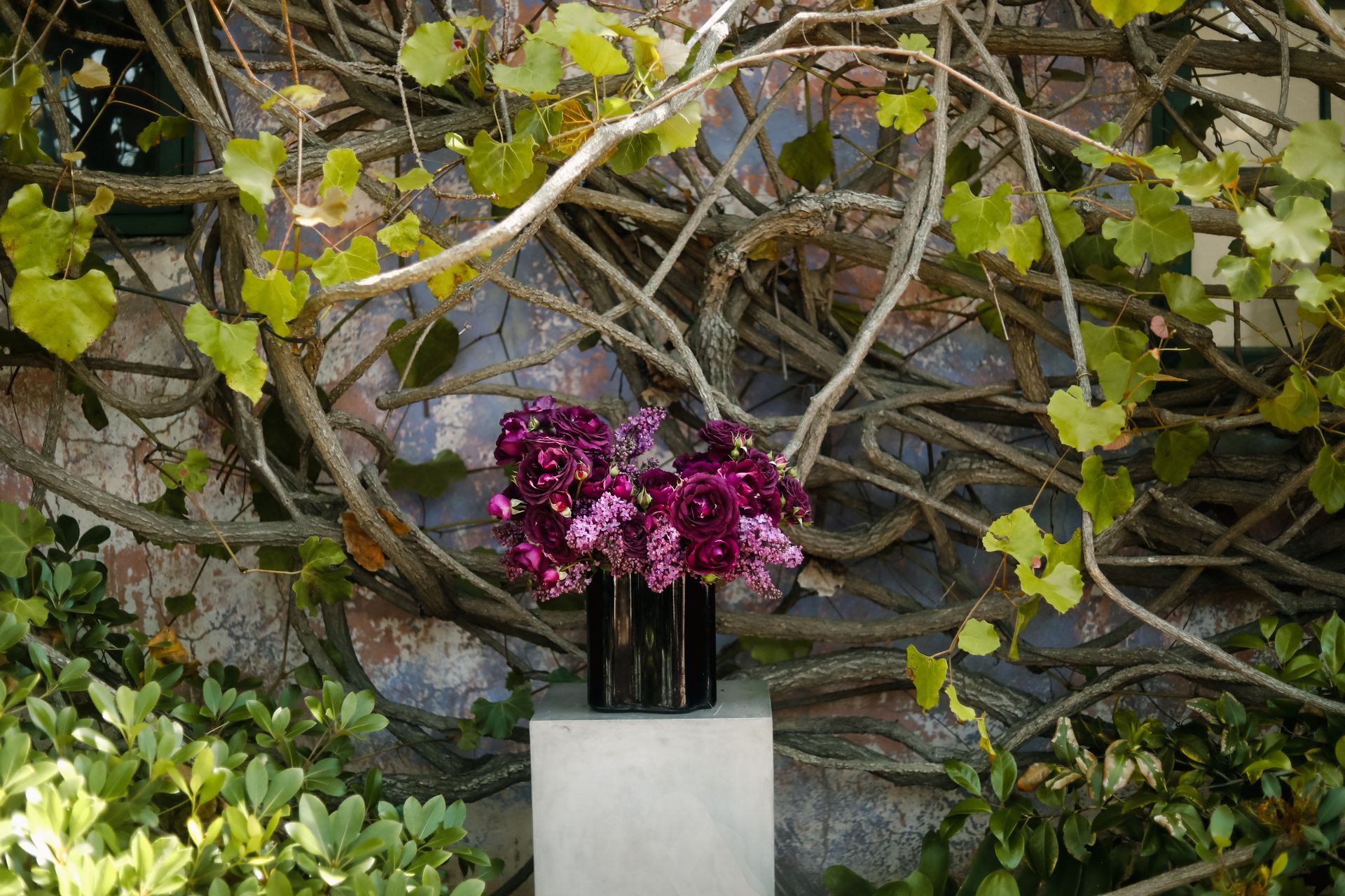 A flower arrangement to celebrate Mother's Day, featuring purple lilacs and Garden Roses from Rose Story Farm. Set in a background of vines and a patina wall.