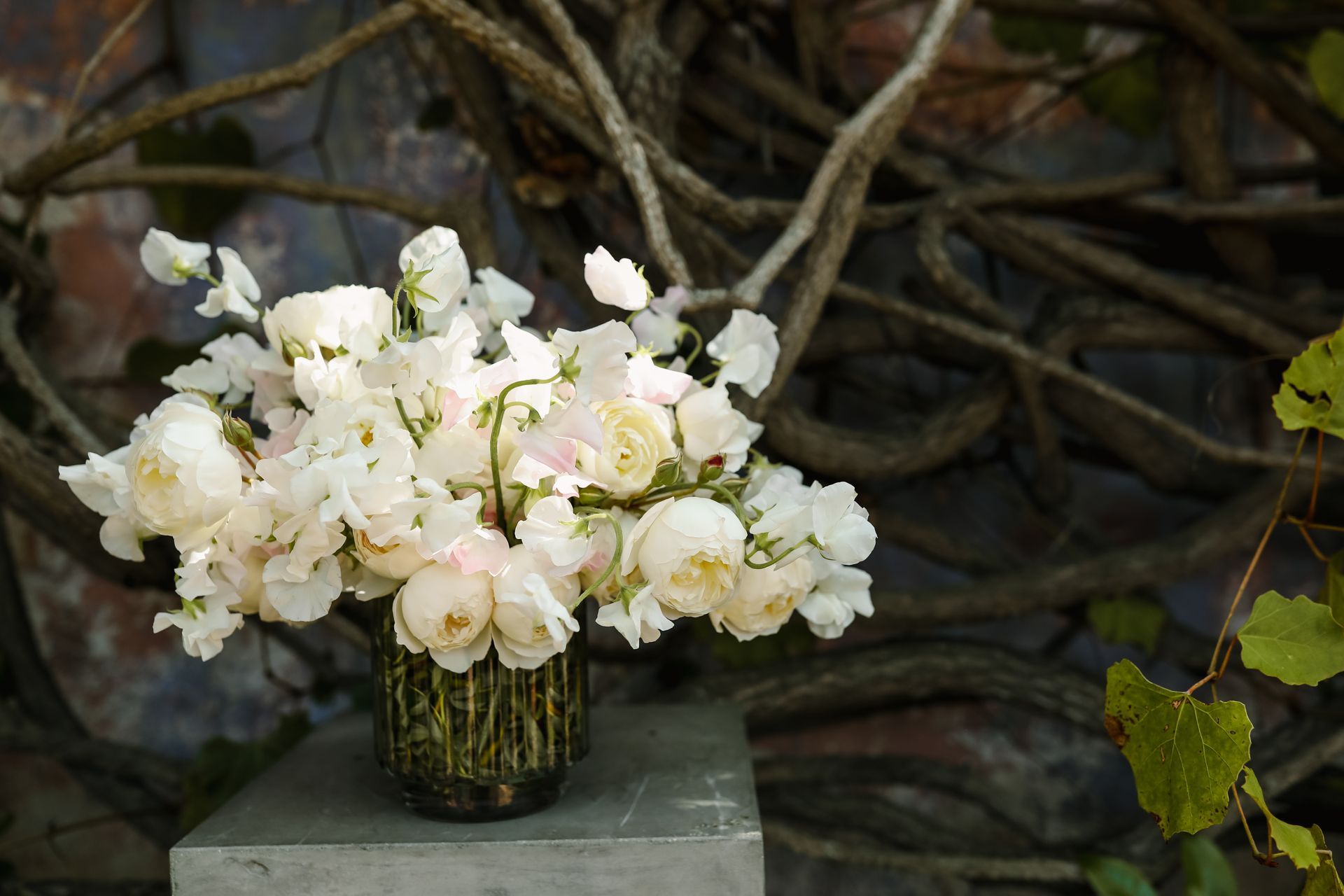 An all white flower arrangement to celebrate Mother's Day, featuring a mix of white sweet peas and white garden roses from Rose Story Farm. Set in a background of vines.