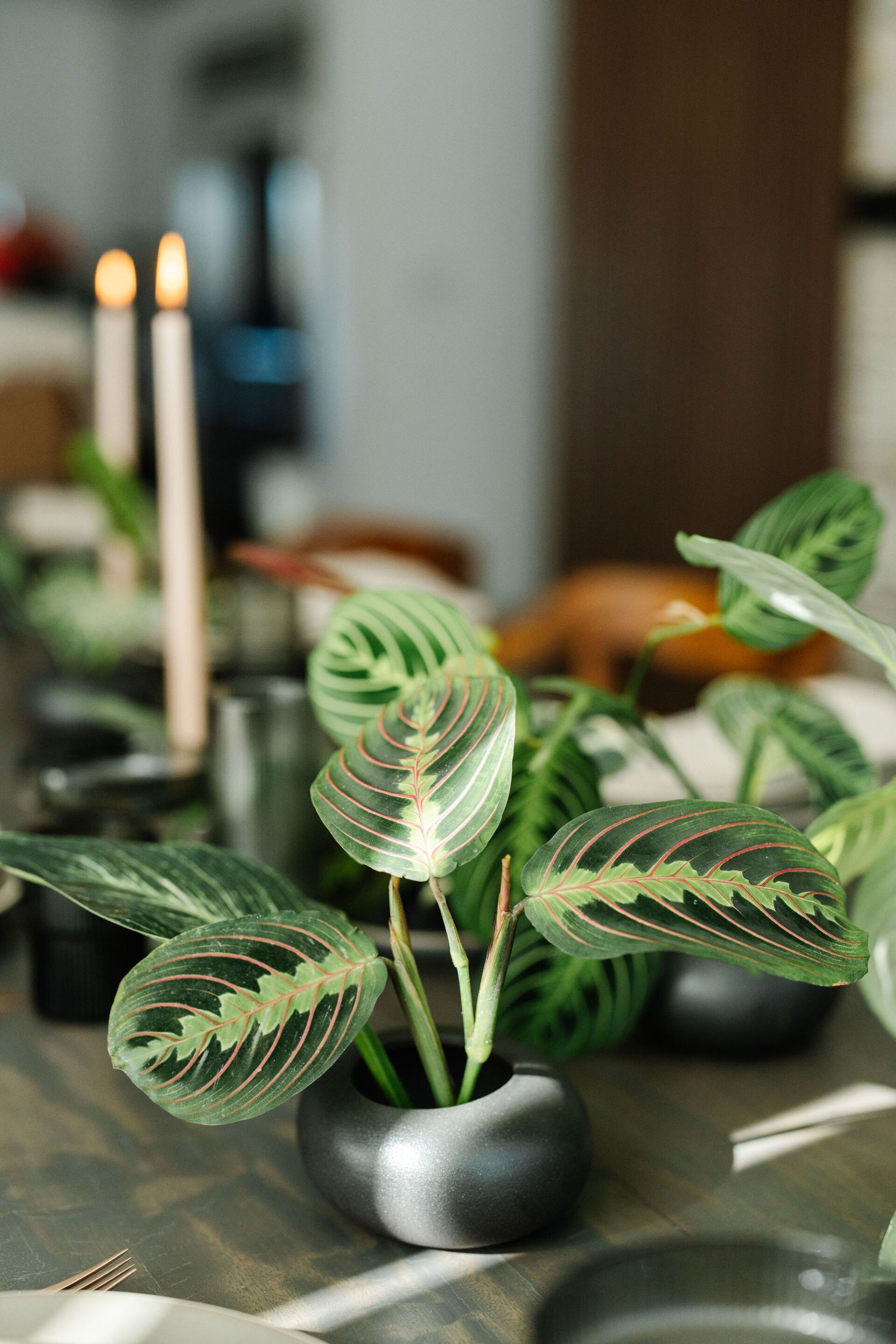 A potted plant is sitting on a table next to candles.