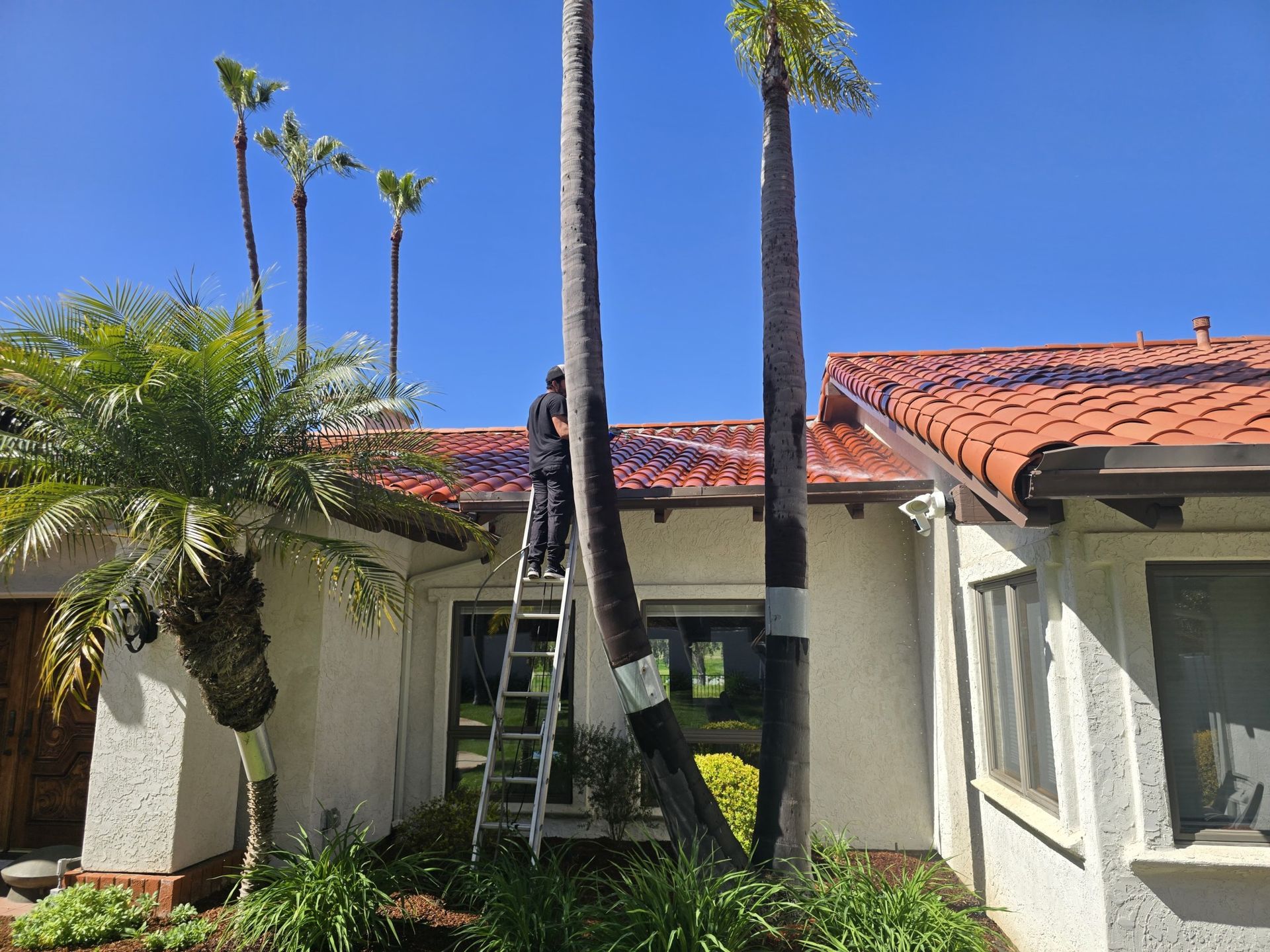 Backyard with a red-tile roof house, palm trees, and a ladder leaning against the wall under a blue sky