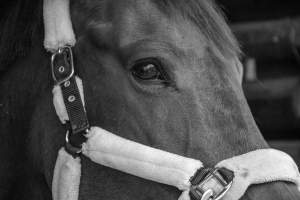 Close up of a horses head
