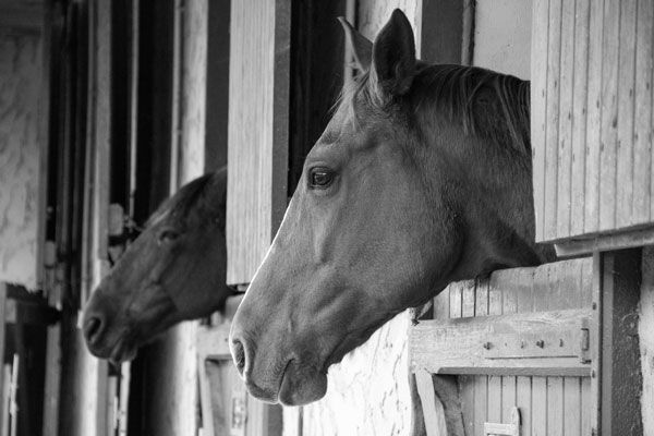 Horses in a stable
