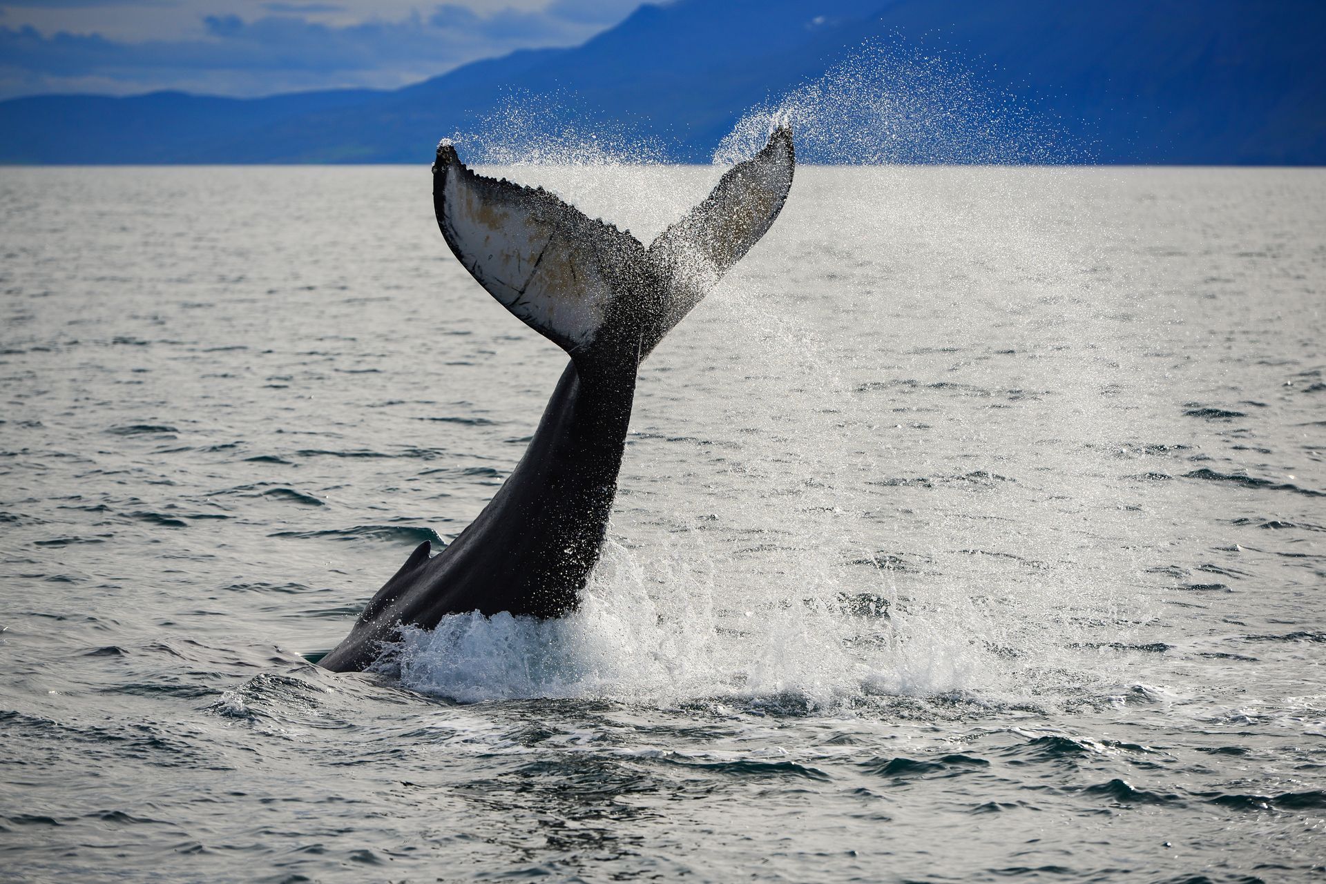 A humpback whale is breaching out of the water