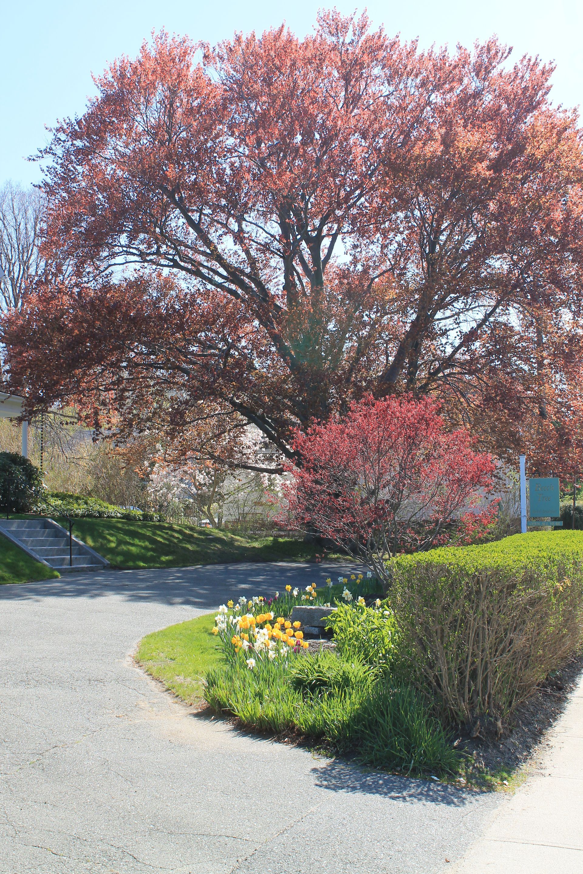 A tree with red leaves is in the middle of a driveway
