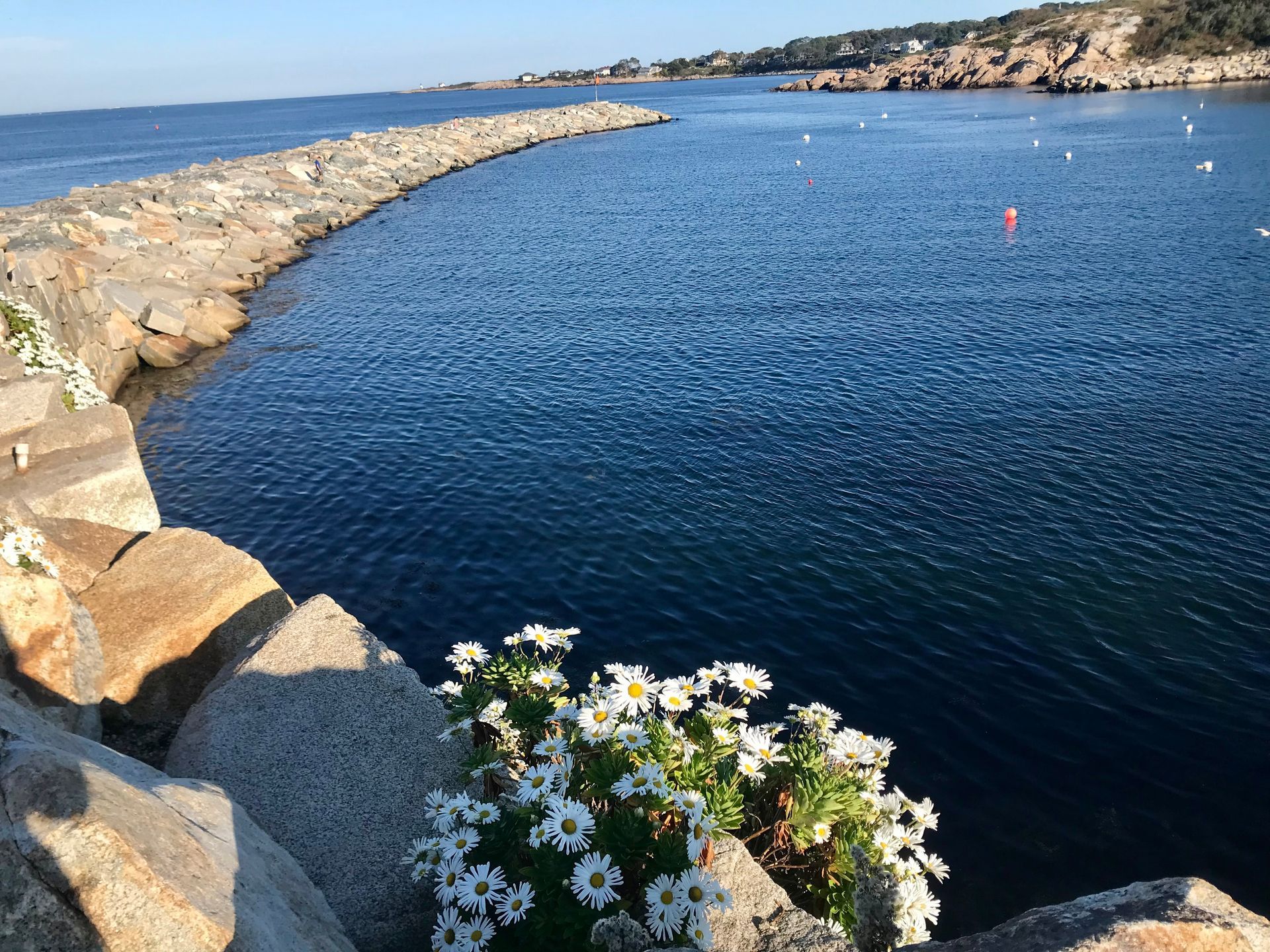 A bunch of flowers are growing out of a rock near the water.