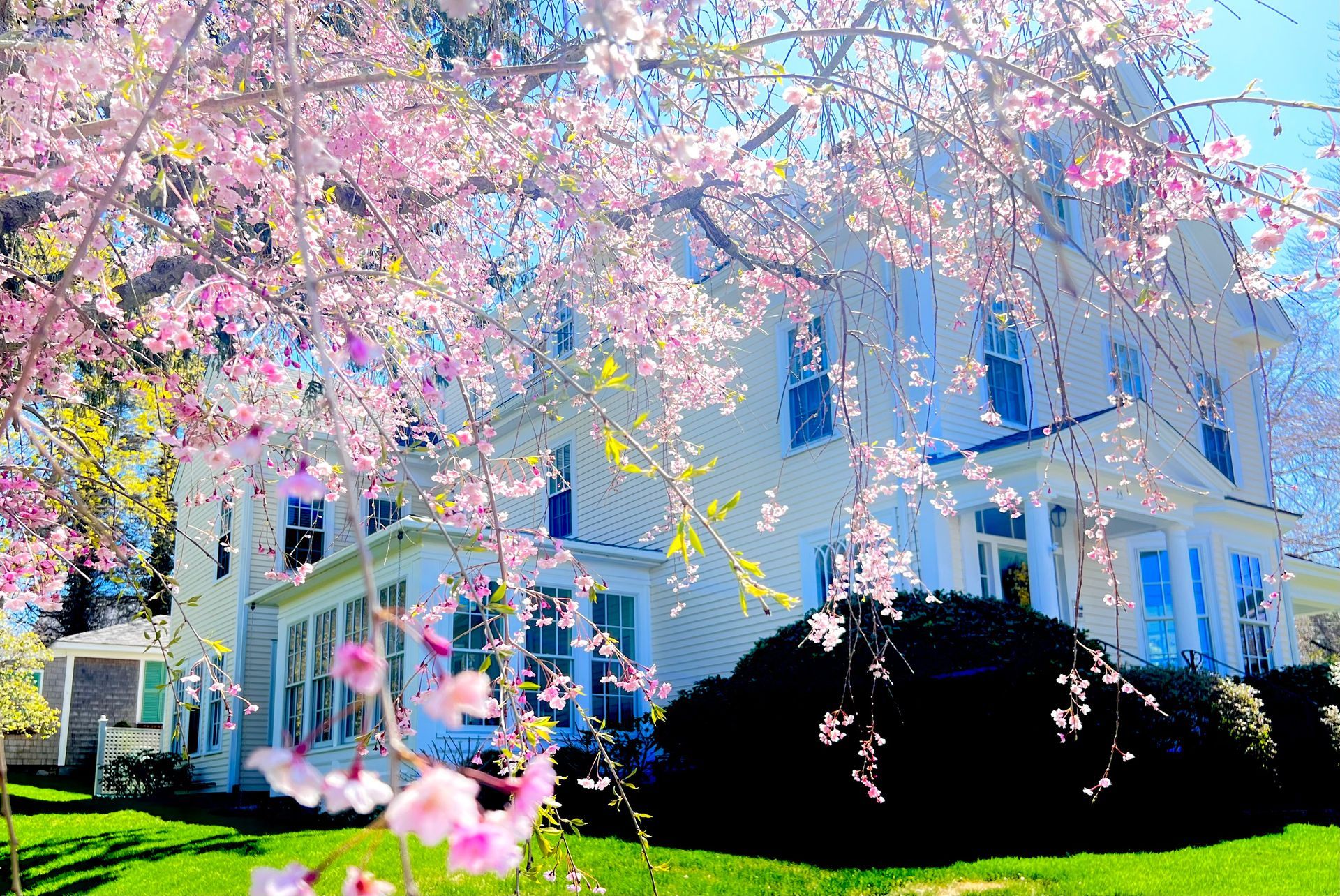 A white house with a cherry blossom tree in front of it