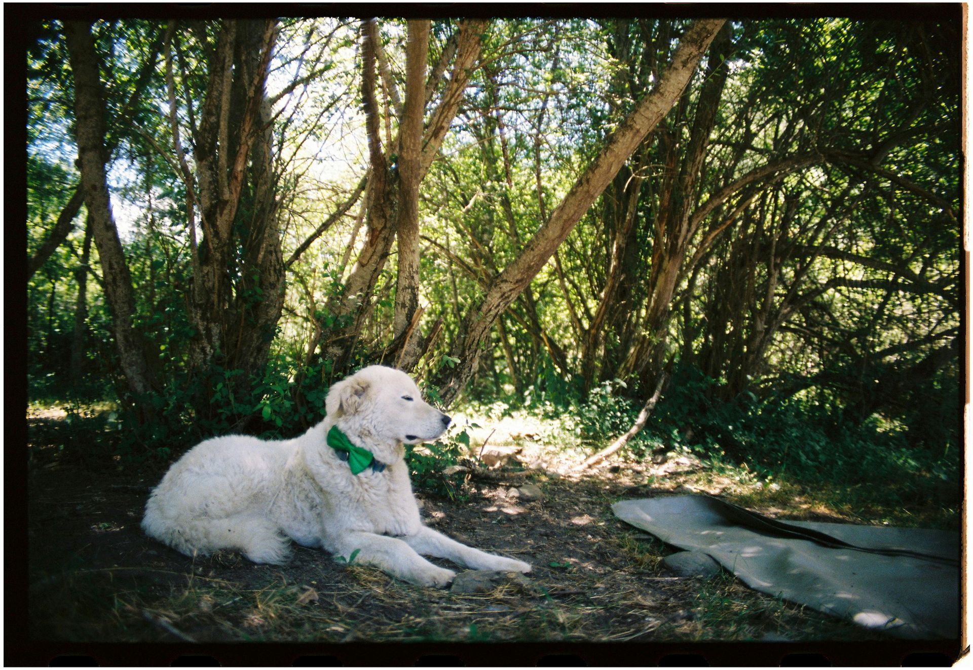 dog sitting in forest