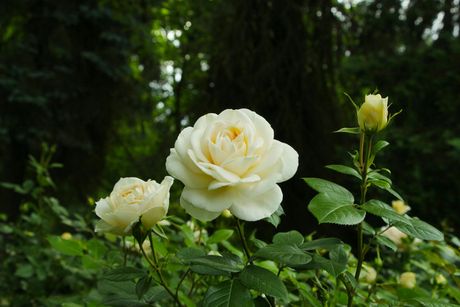 A close up of a white rose in a garden