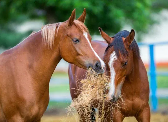 Image of horses eating hay