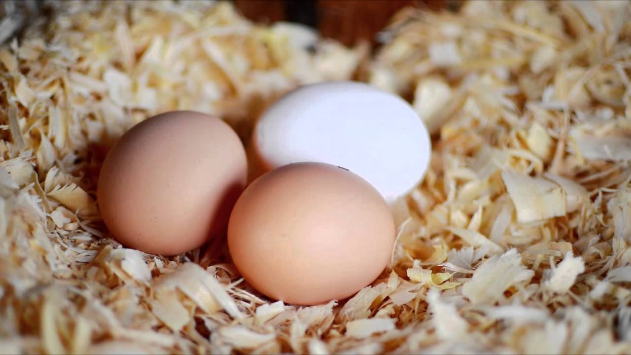 Farm fresh eggs on a bed of Santa Ynez Shavings