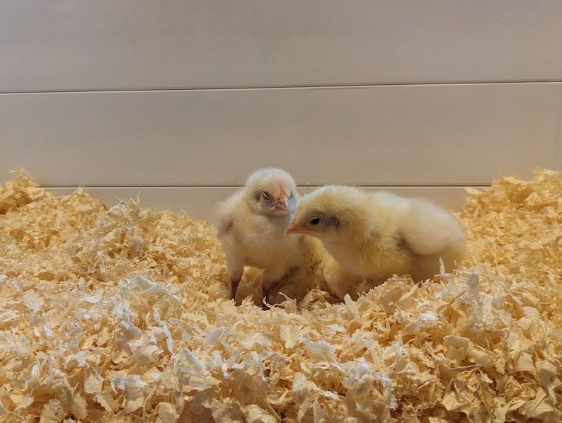 Image of small baby chicks