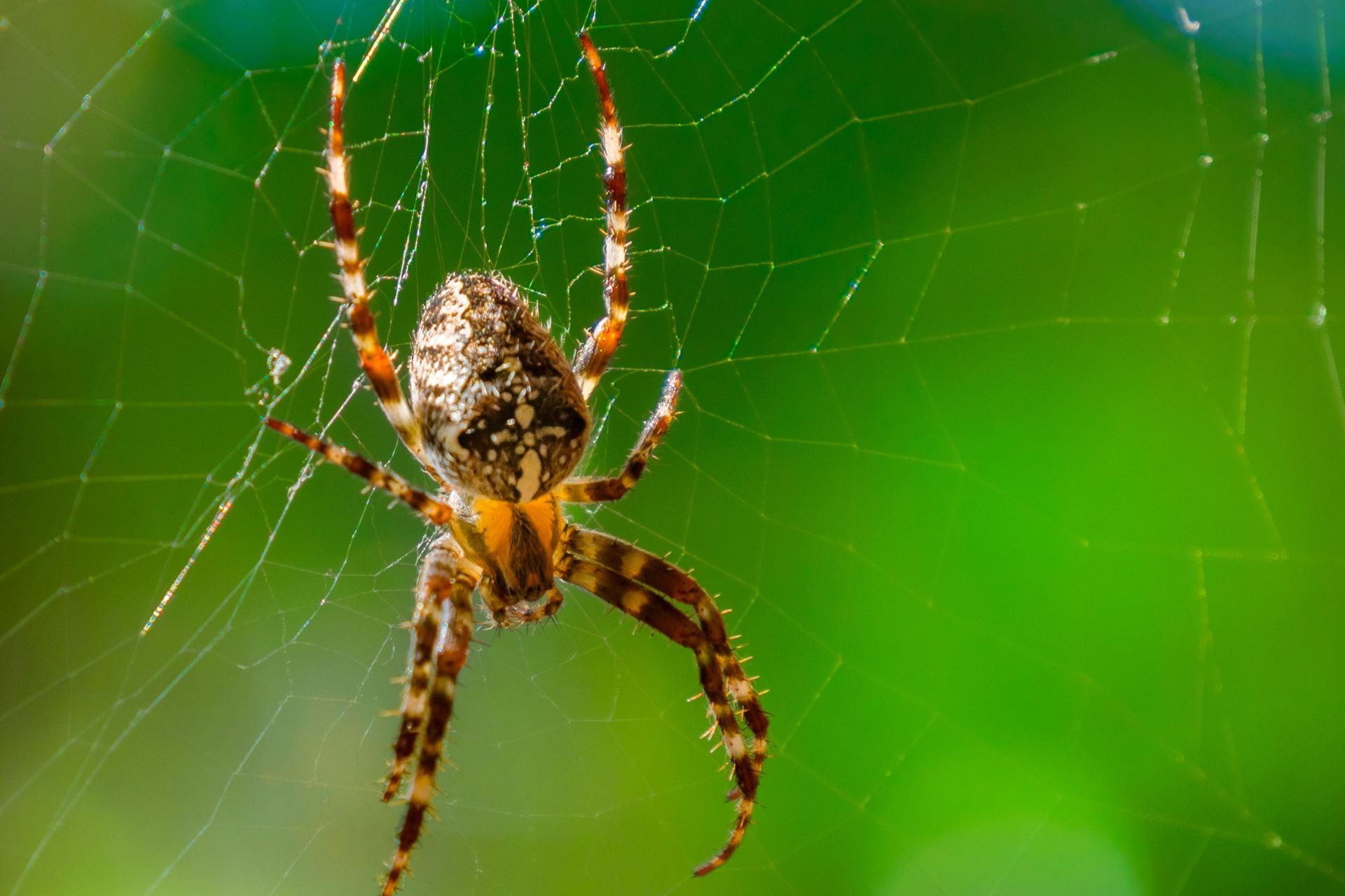 Spider — Alexander City, AL — J & J Pest Away, LLC