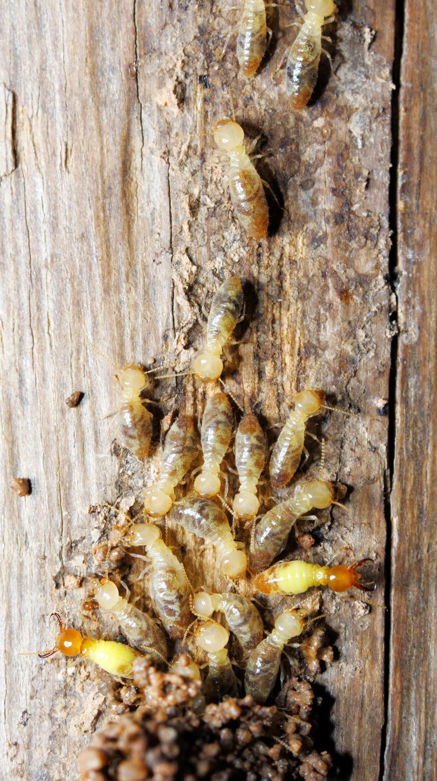 Termite — Alexander City, AL — J & J Pest Away, LLC