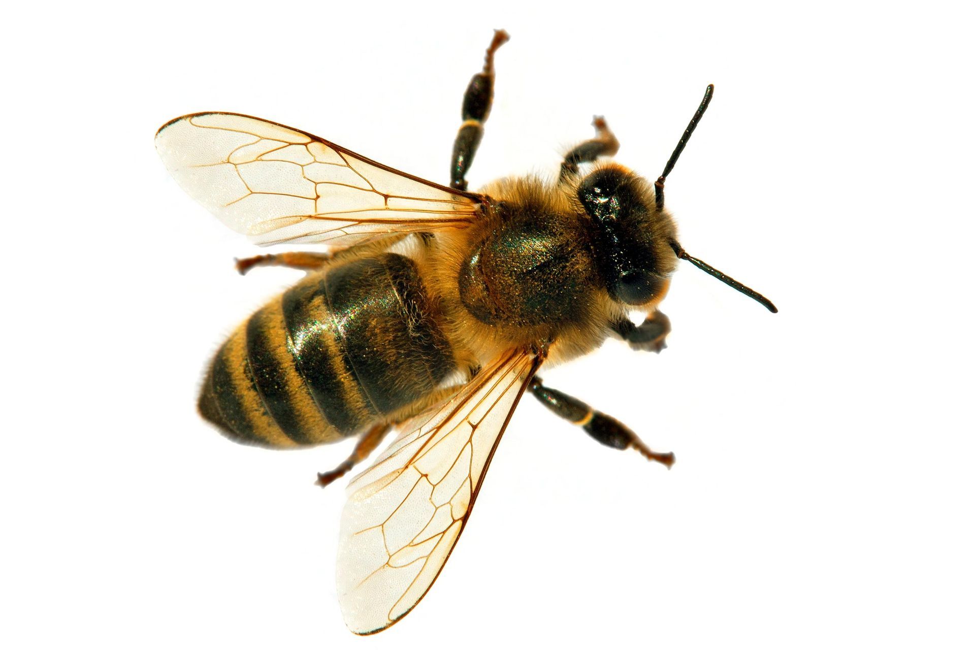 Bee — Alexander City, AL — J & J Pest Away, LLC