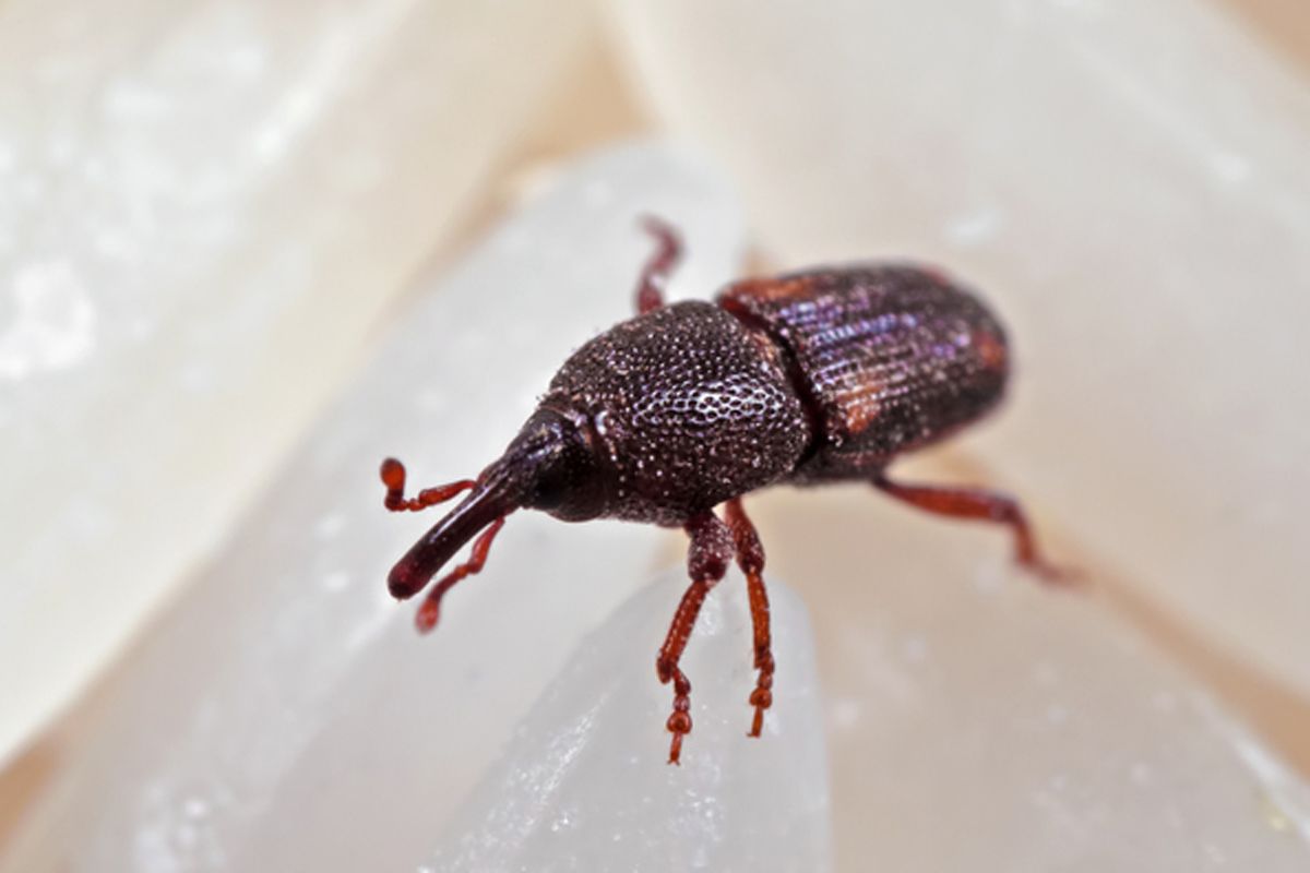 Weevil — Alexander City, AL — J & J Pest Away, LLC