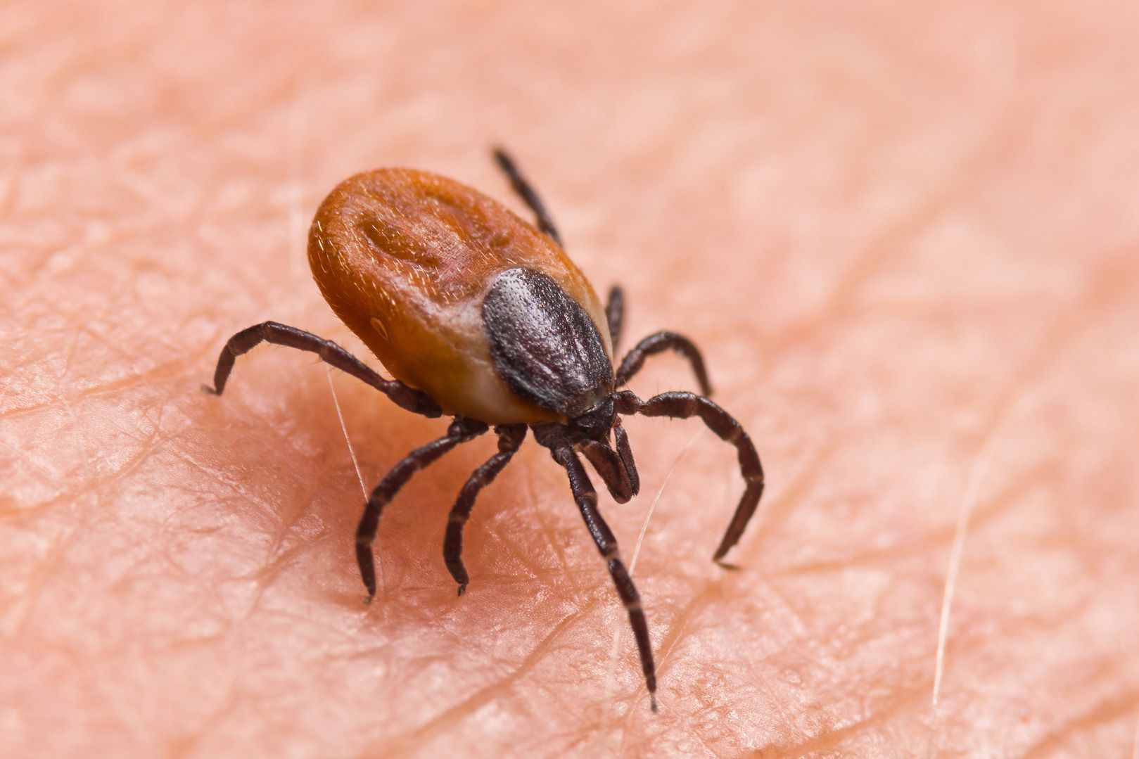 Tick — Alexander City, AL — J & J Pest Away, LLC