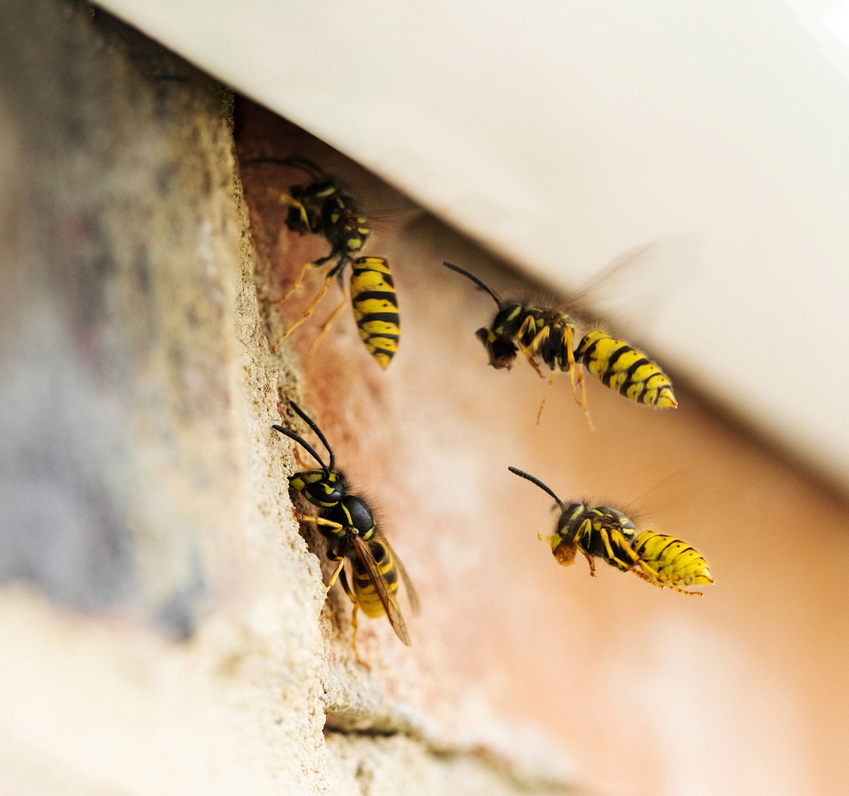 Wasps Under House — Alexander City, AL — J & J Pest Away, LLC