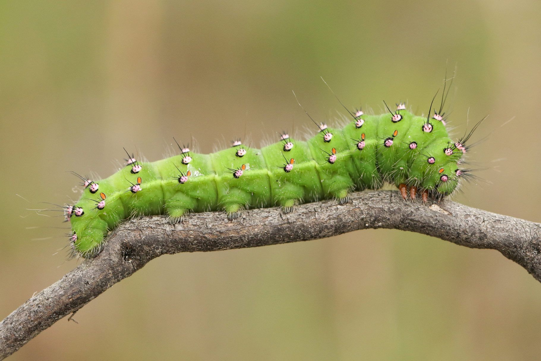 Caterpillar — Alexander City, AL — J & J Pest Away, LLC